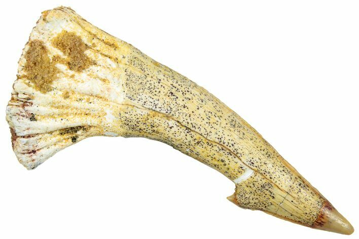 Fossil Sawfish (Onchopristis) Rostral Barb - Morocco #250859